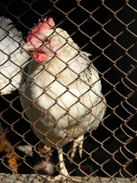 的資金與資 的資金與資