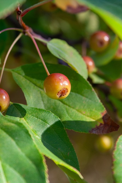 充分發揮球 充分發揮球